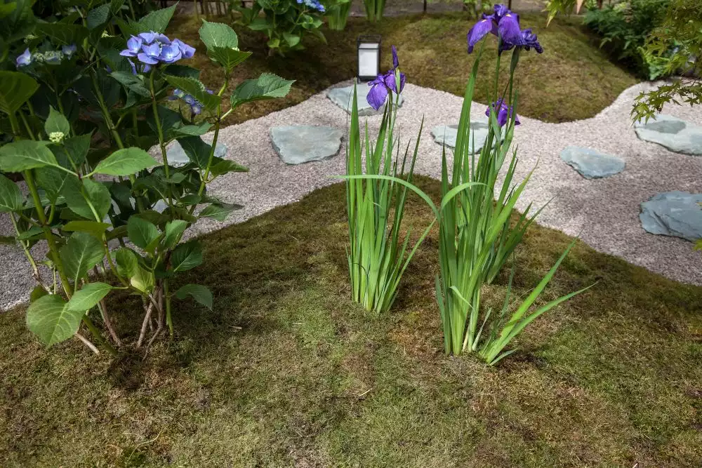 Gravel backyard pathway