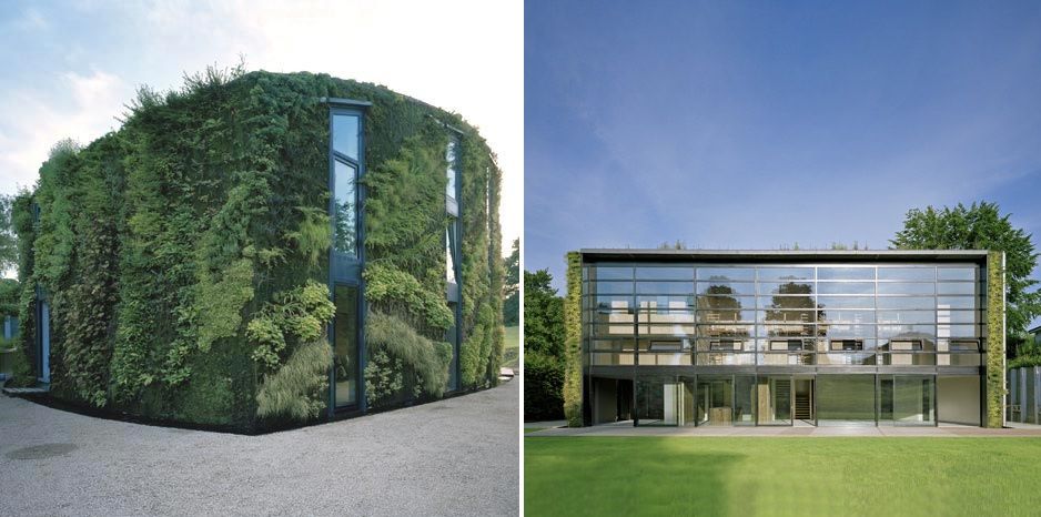 Green lush vegetation on wall facade