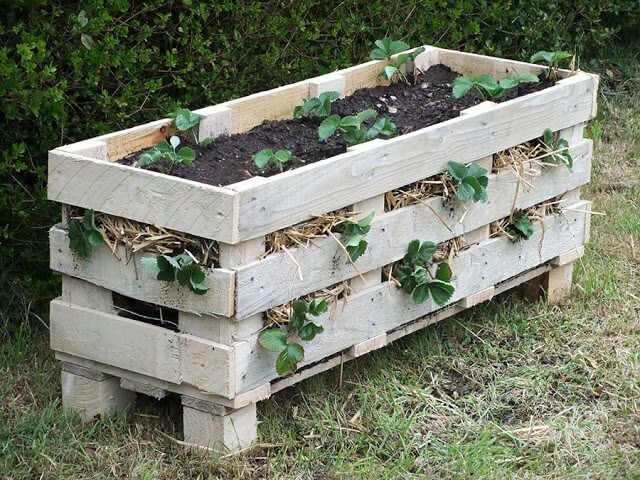 Create a Strawberry Pallet Planter