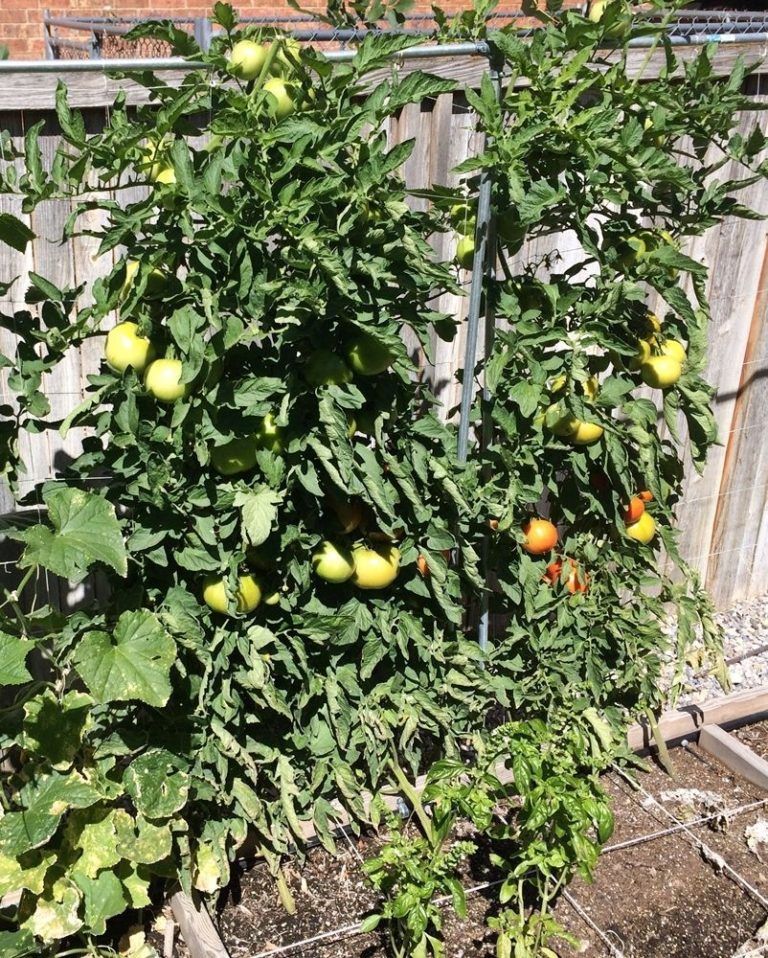 Growing tomato from seeds