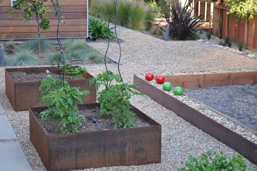 Growing tomatoes in corten planters