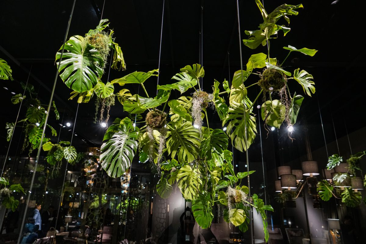 Hanging plants on Roberto Cavalli Salone del milano 2017