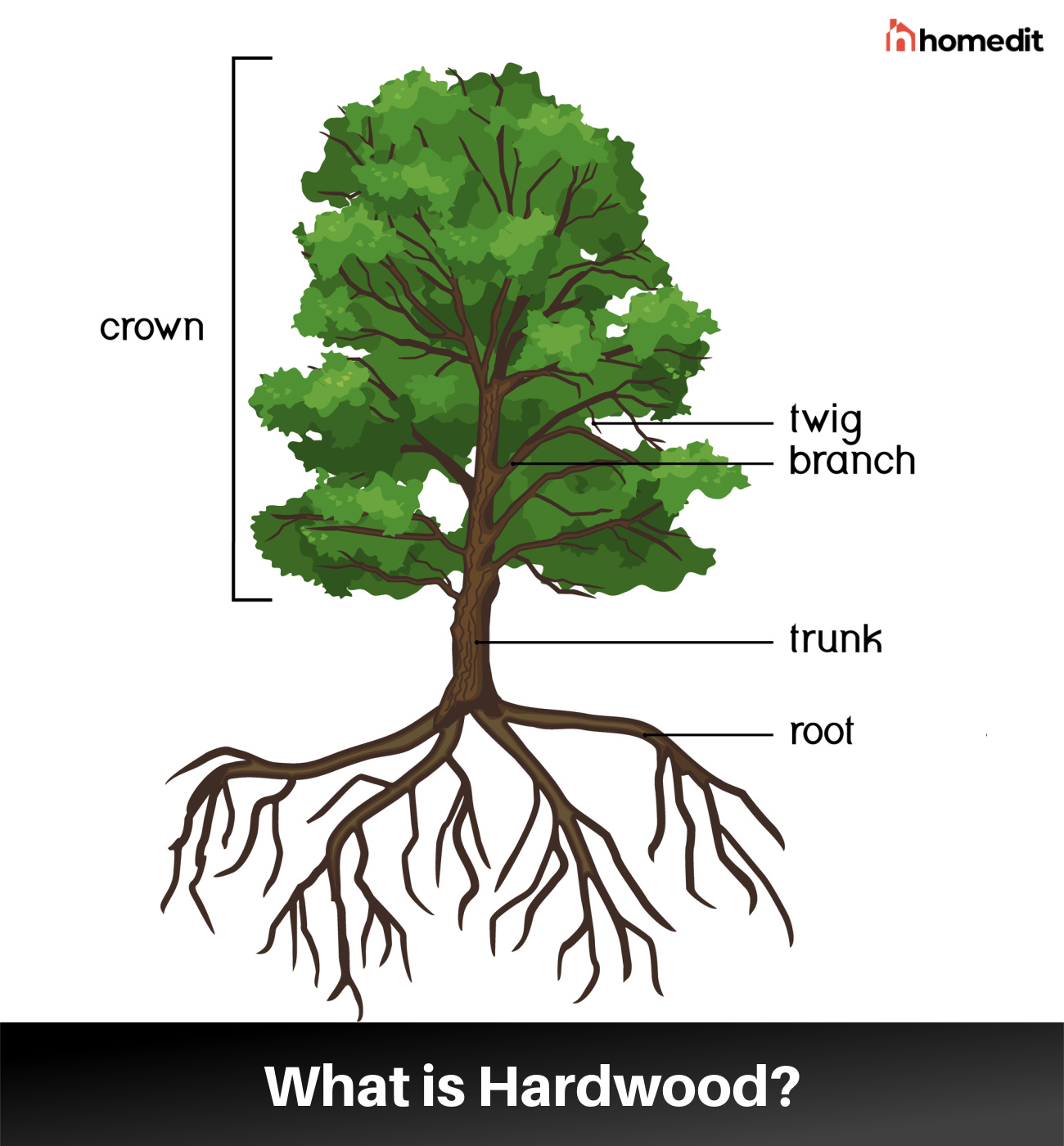 What is Hardwood? Its Origins, Characteristics, and Uses