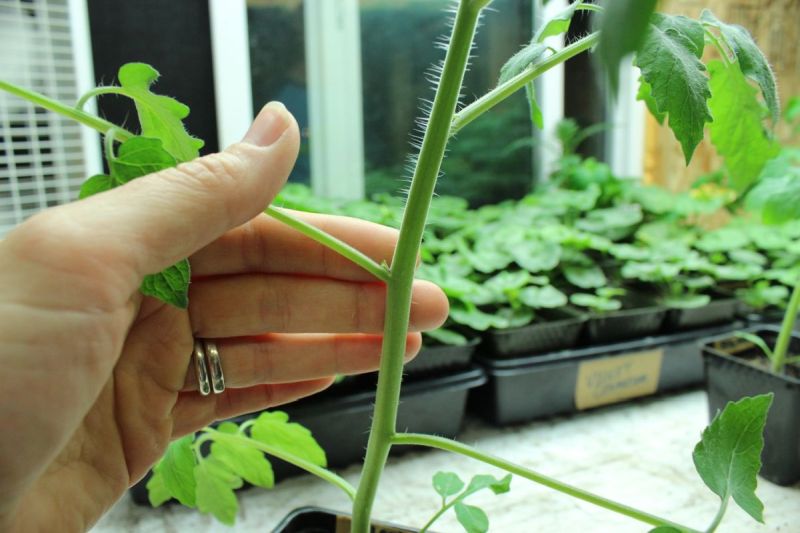 Help tomato plants stay manageable