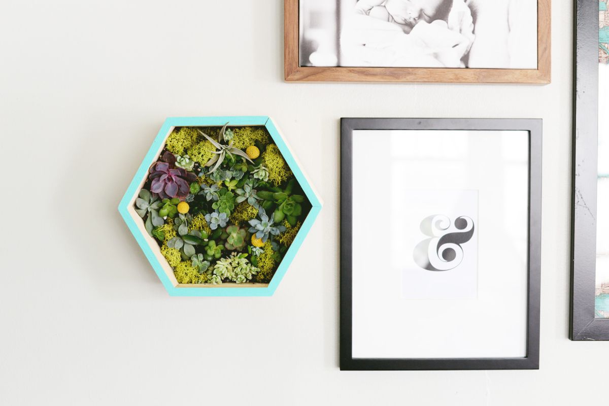 Honeycomb wall succulent planter