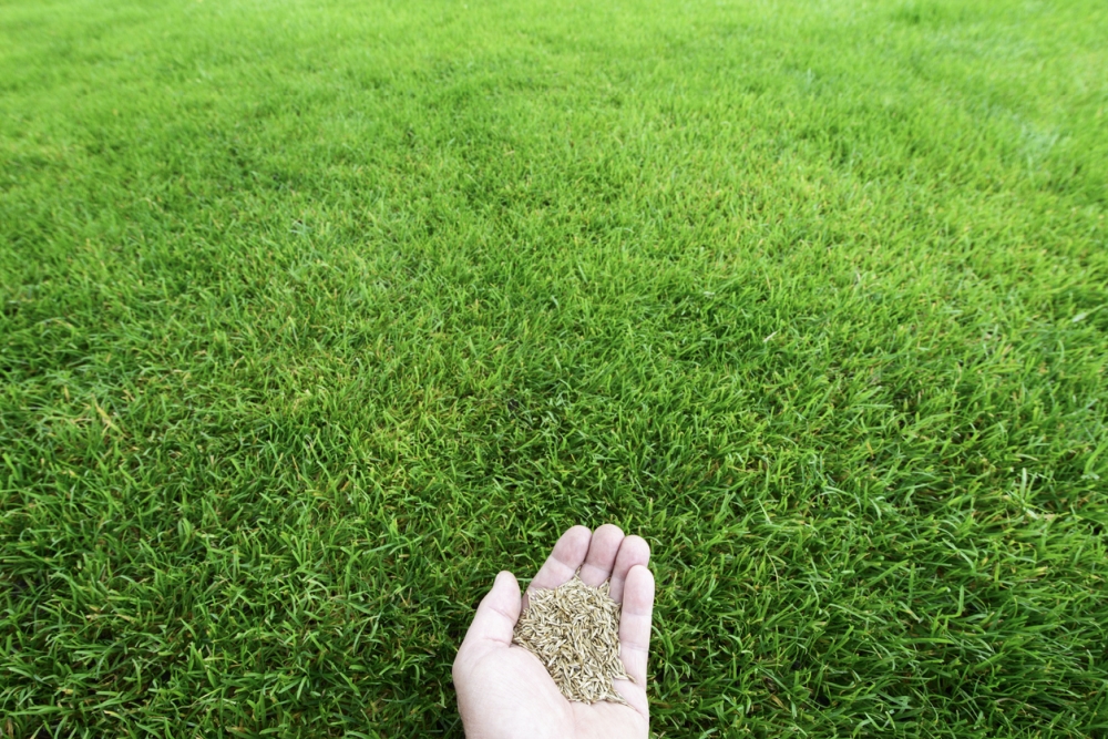 Fast-Growing Grass Seed For Any Climate