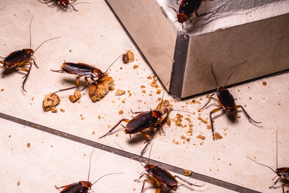 How To Get Rid Of Cockroaches Naturally