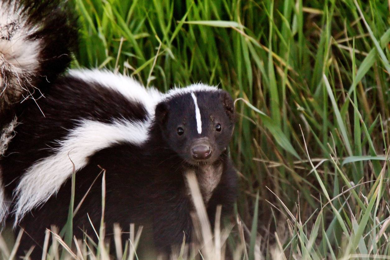 How To Recognize A Skunk