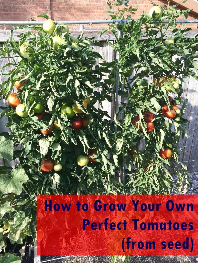 How to Grow Gorgeous Tomatoes In Pots from Seeds