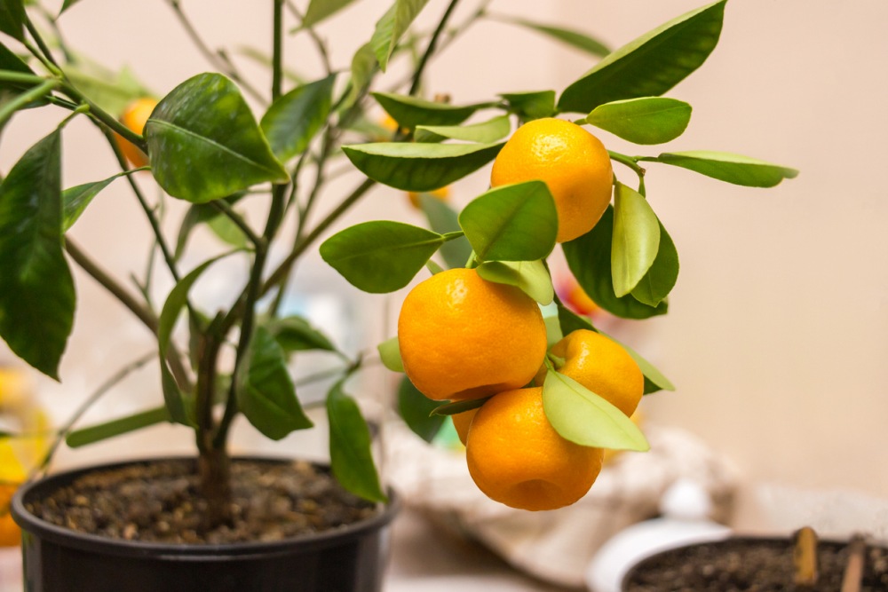 Citrus Tree