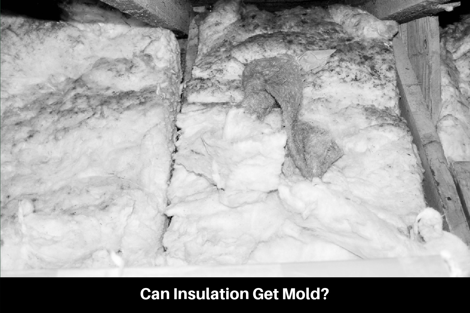 Can Insulation Get Mold?