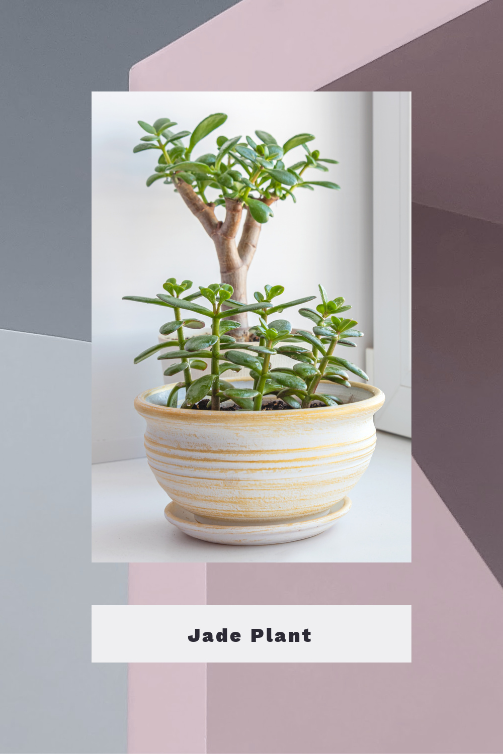 Jade Plant is the easiest plant to grow