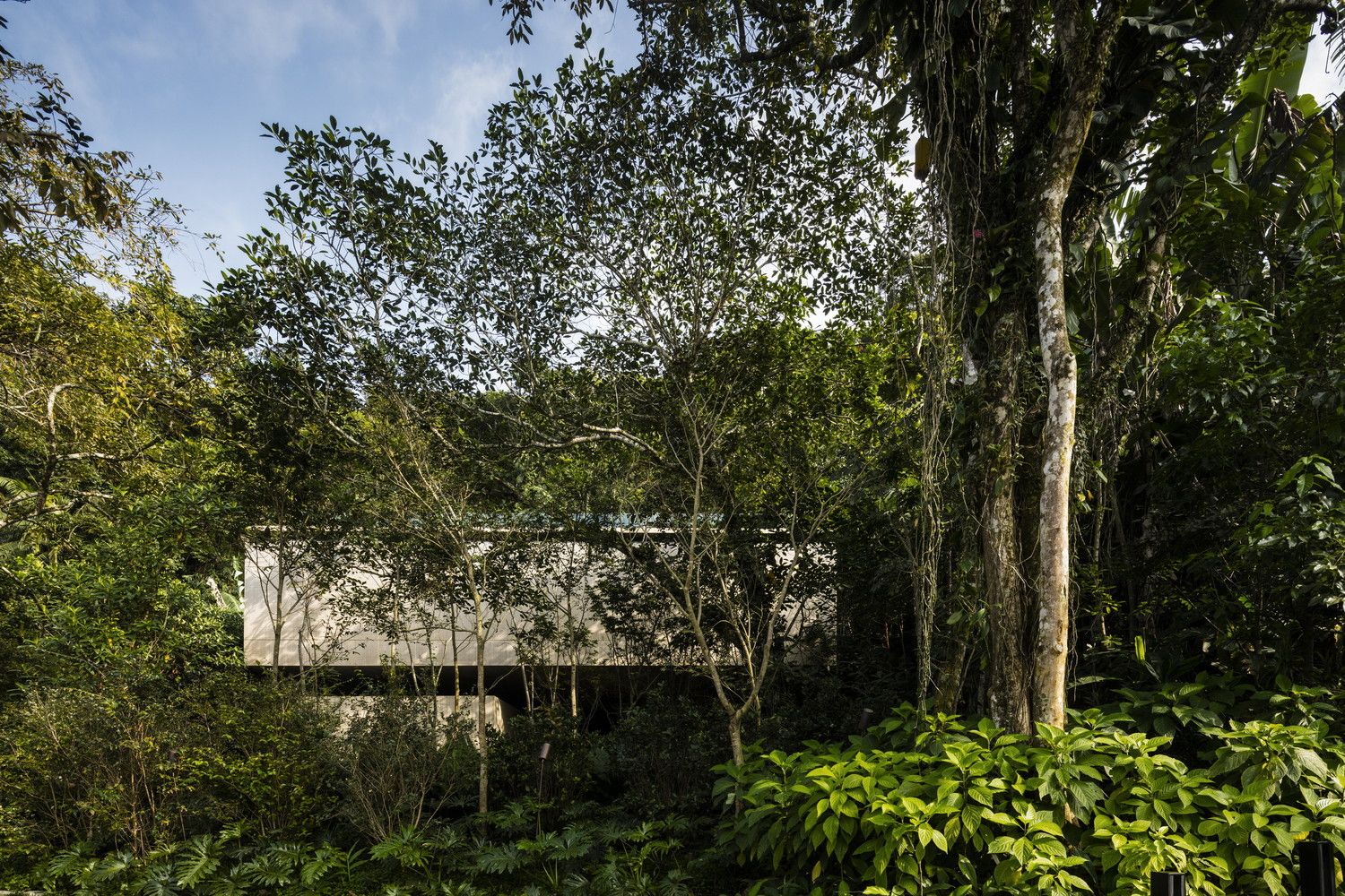 Jungle House designed in the midle of nature by Studio MK27