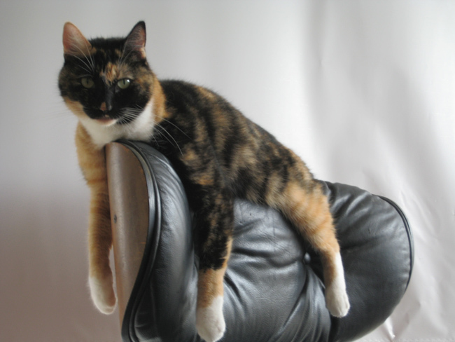 Lazy cat on chair