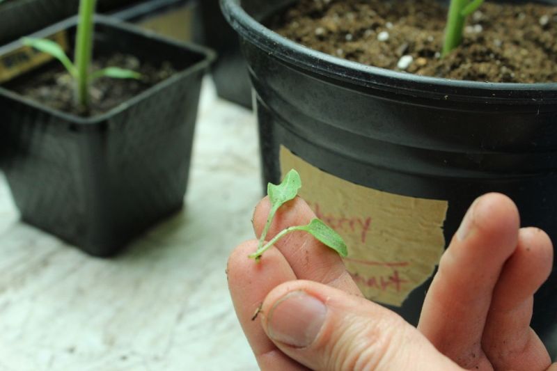 Leaves tomato