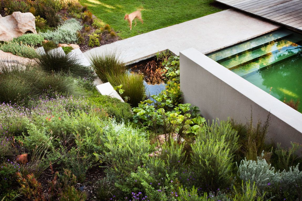 Lush vegetation for backyard design