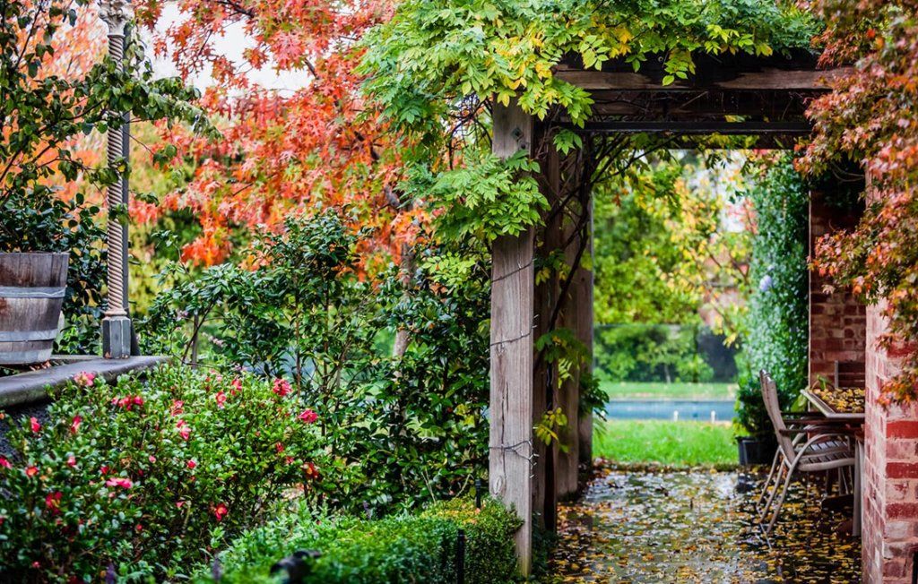 Lush vegetation on pergola