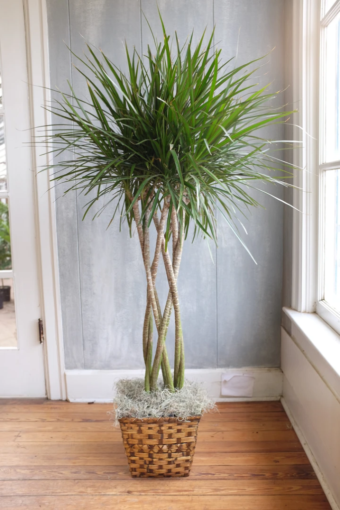 Madagascar Dragon Tree 683x1024