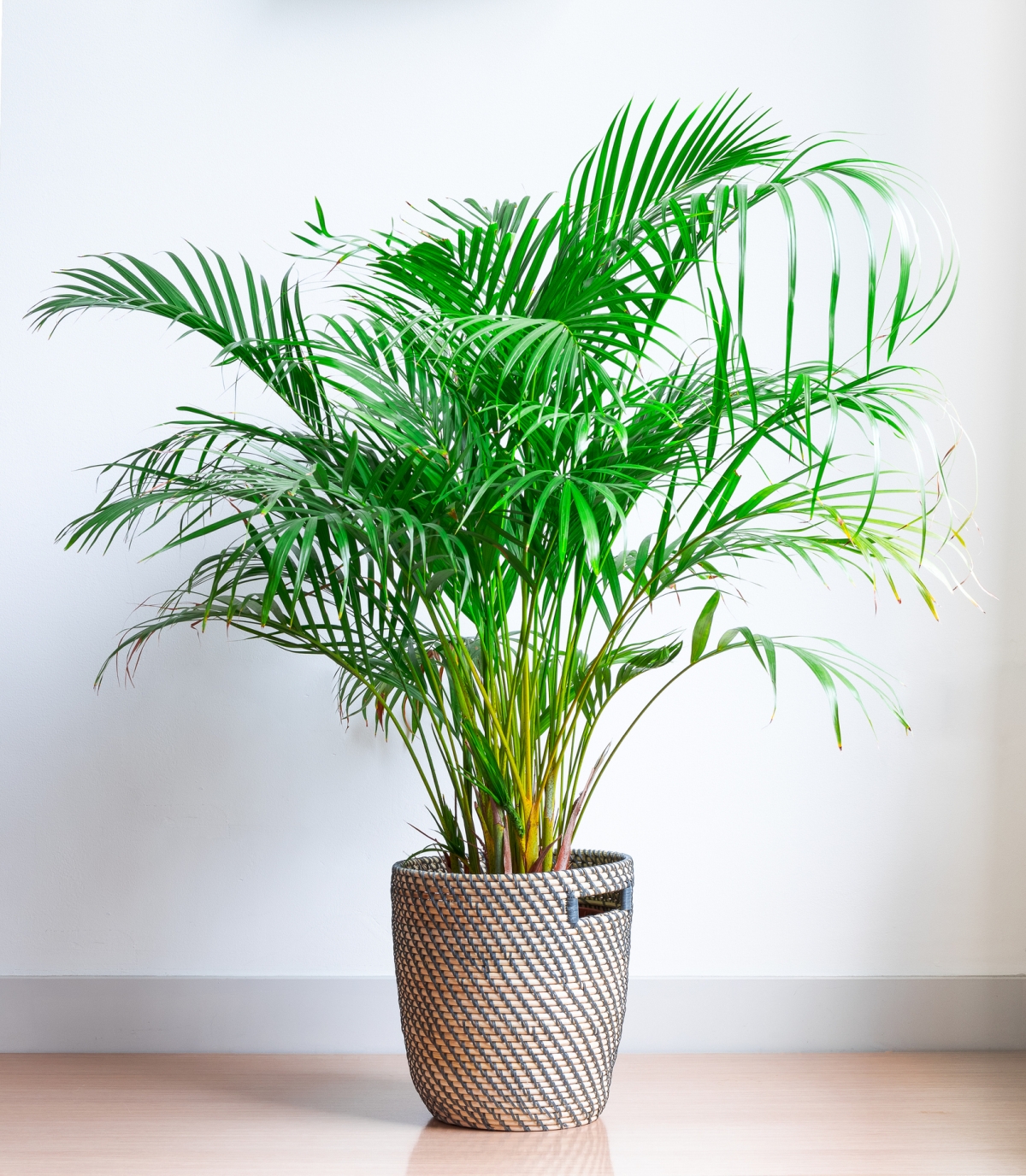How to Grow and Care for the Majestic Areca Palm