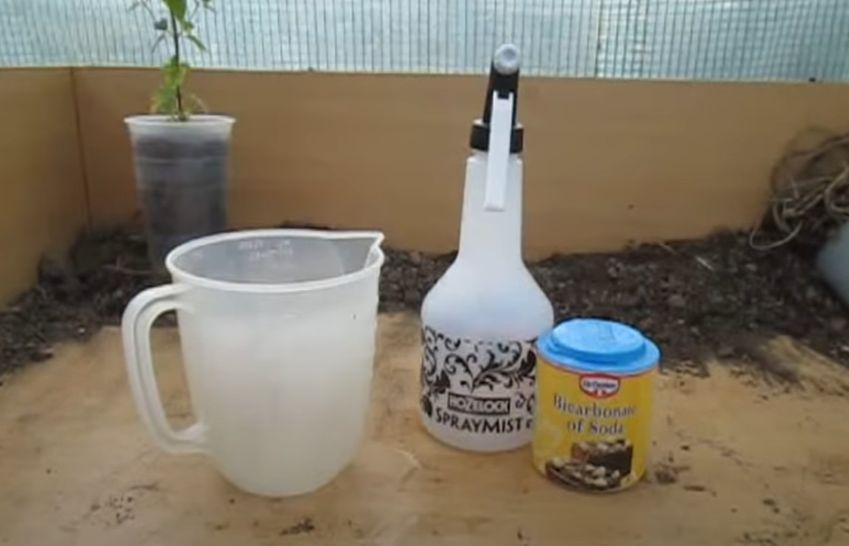 Make a Powdery Mildew Spray Baking Soda Fungicide