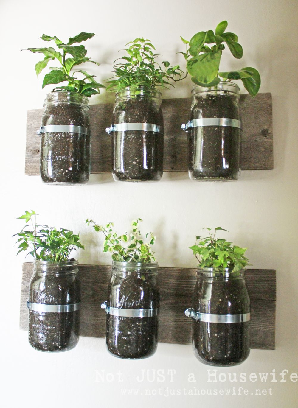 Mason jar wall vases for plants and herbs