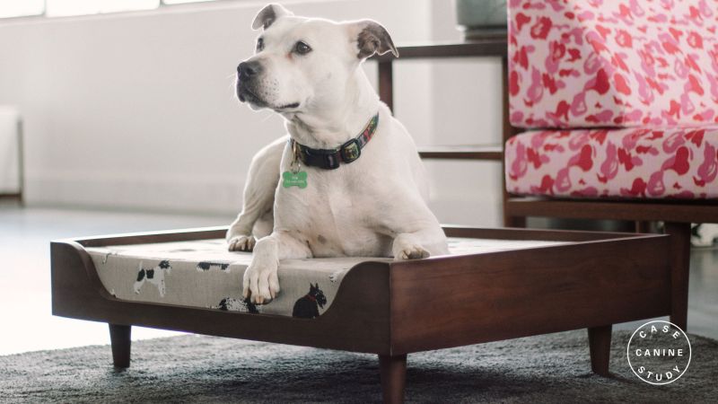 Mid century dog ped design