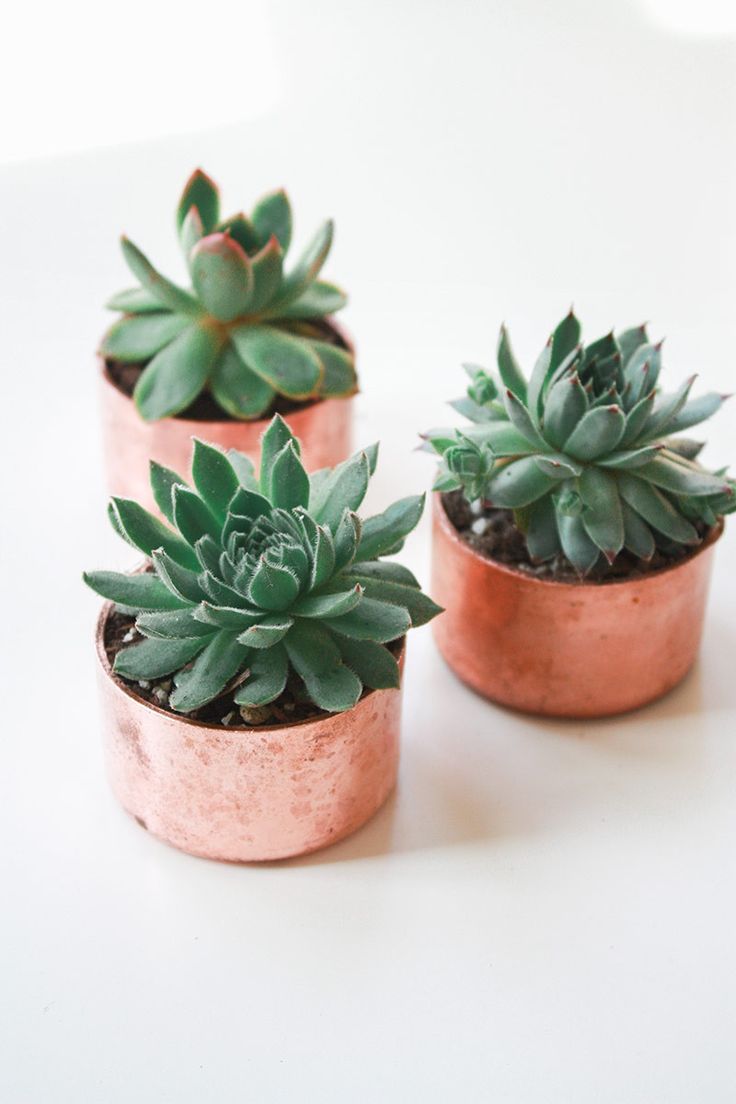 Mini copper planters