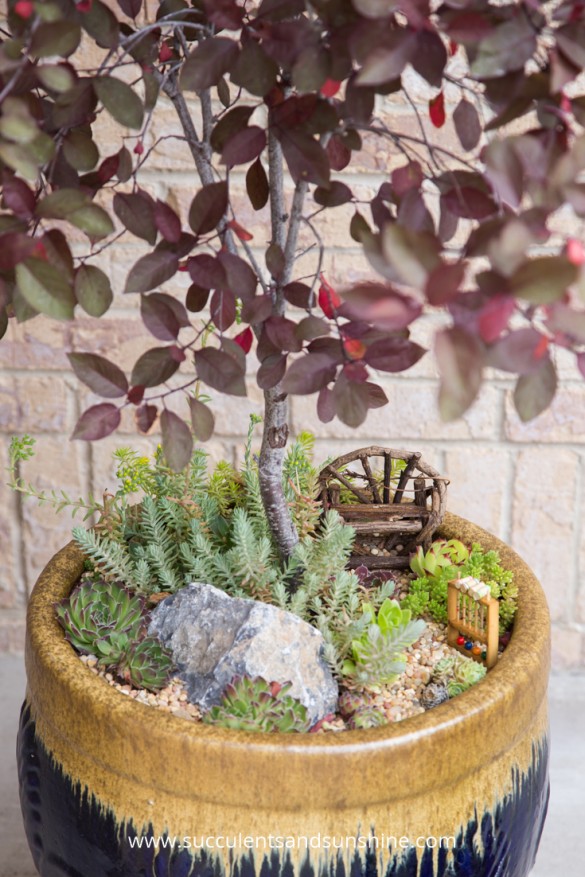 Miniature Succulent Garden Idea