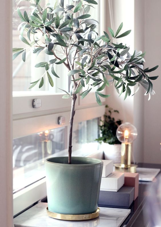 Mint plants pots