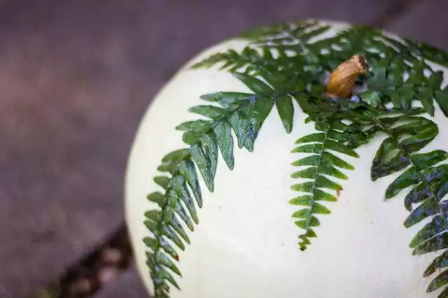 Mod Podge Fern Pumpkin