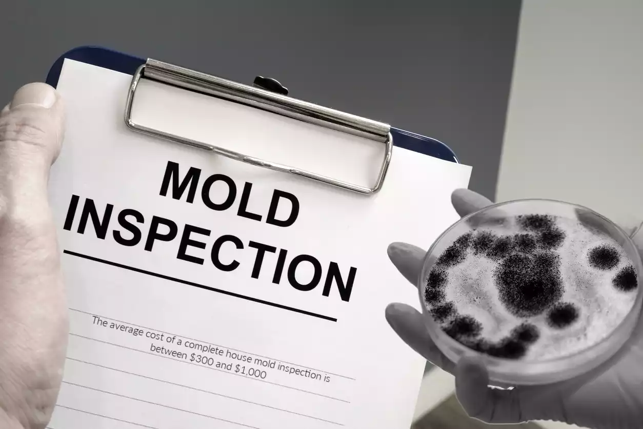 How Much Does It Cost to Test Your Home for Mold?