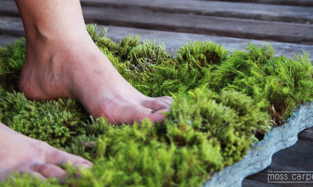 Naturally Beautiful Projects Made With Real Moss