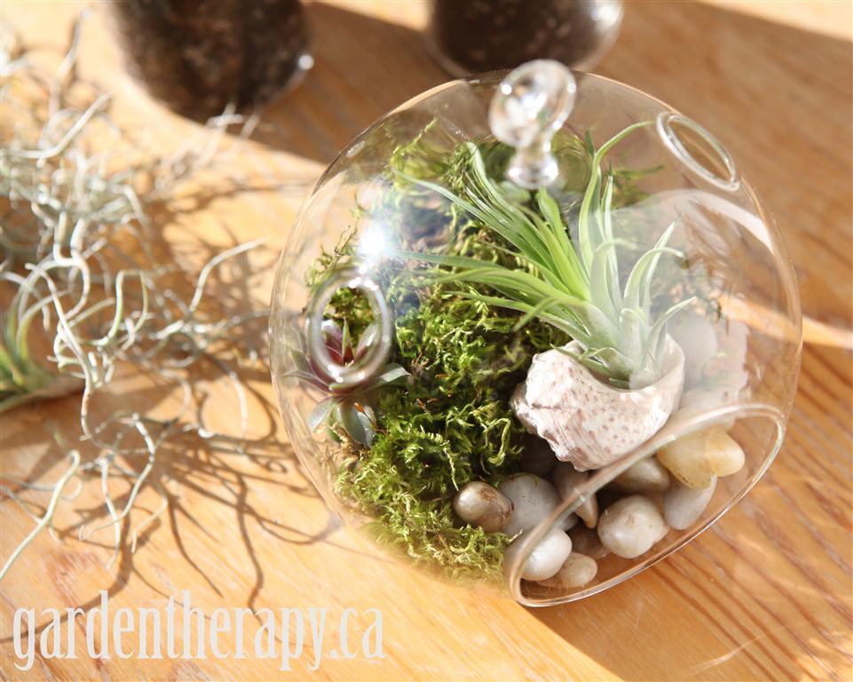 Moss globe terrarium