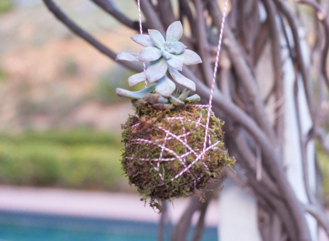 Mossball hanging succulent