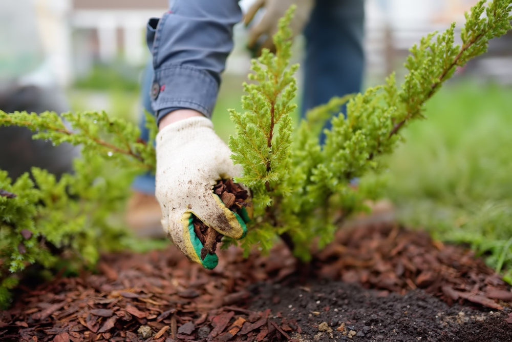 Mulch Alternatives