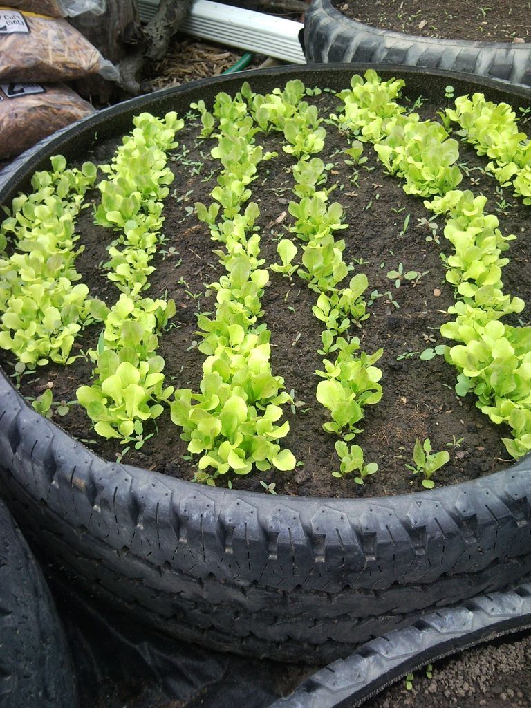 Old Tire Raised Beds