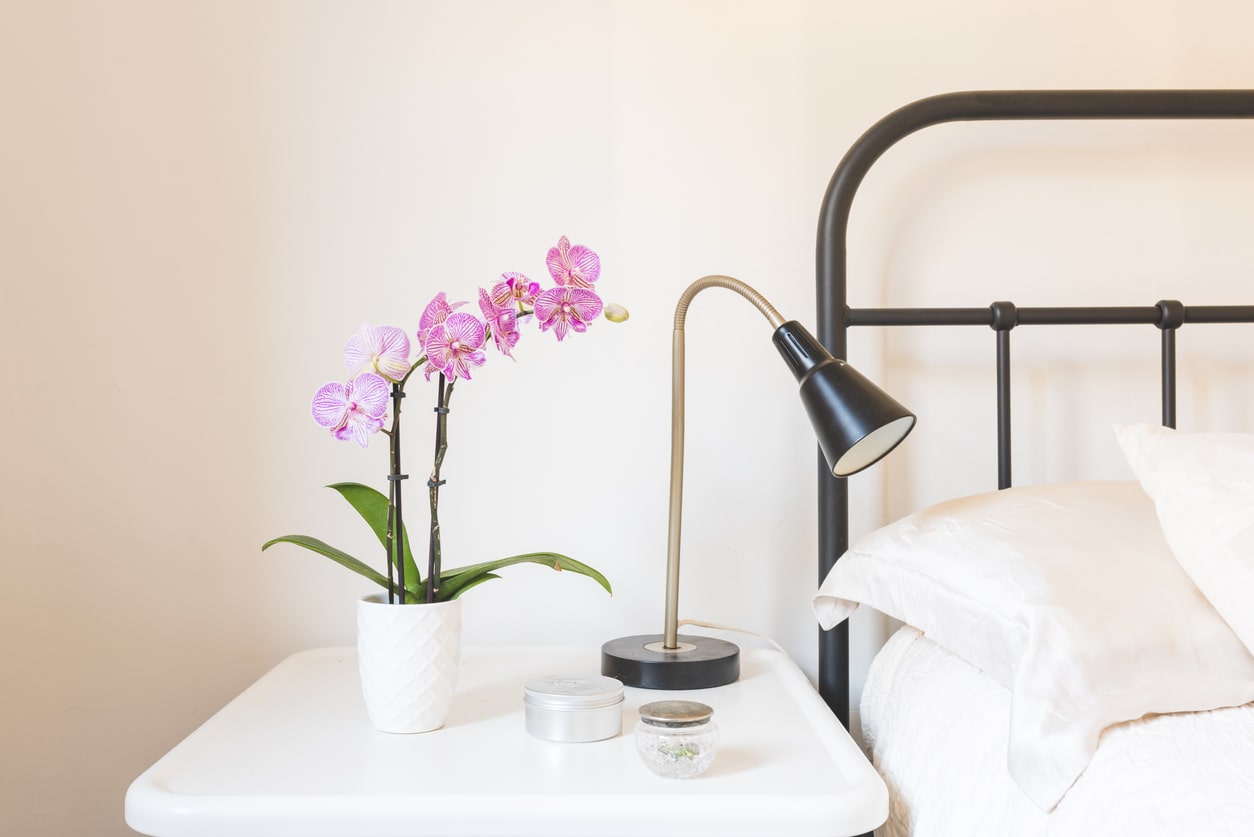 Orchid for bedroom nighstand