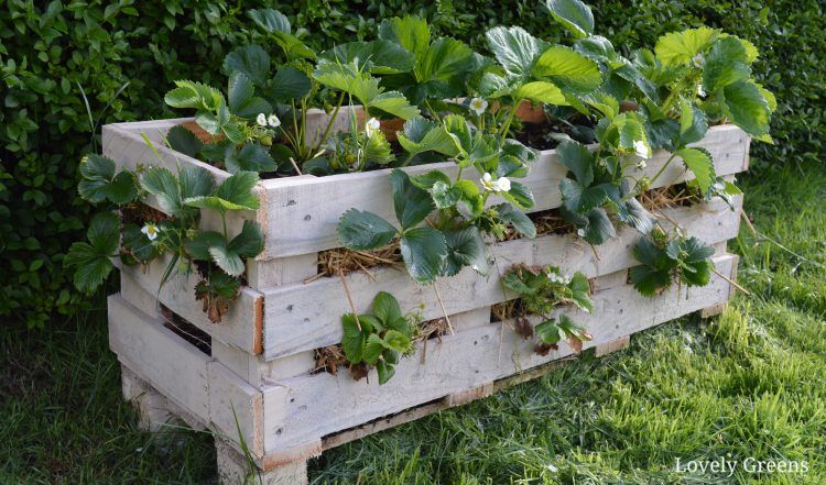 pallet planter for the garden