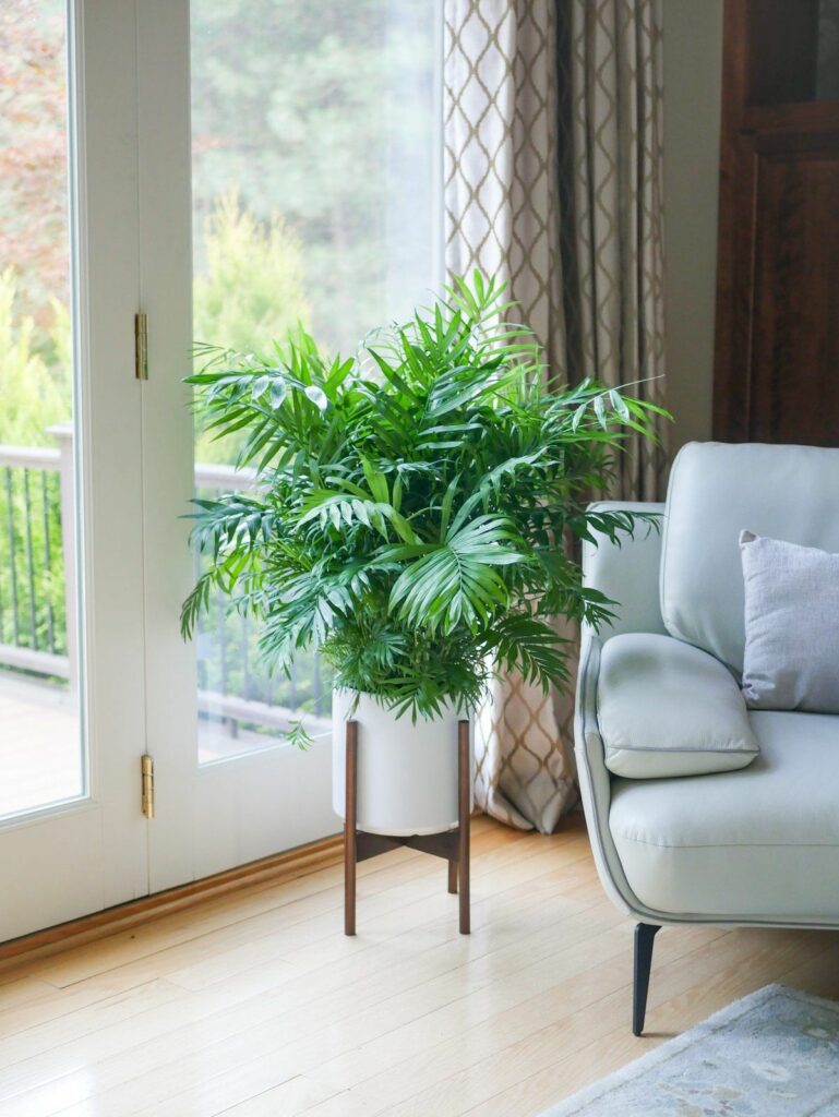 Parlor Palm 769x1024