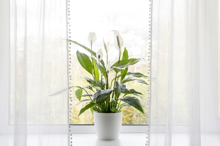 best well-rounded house plants.