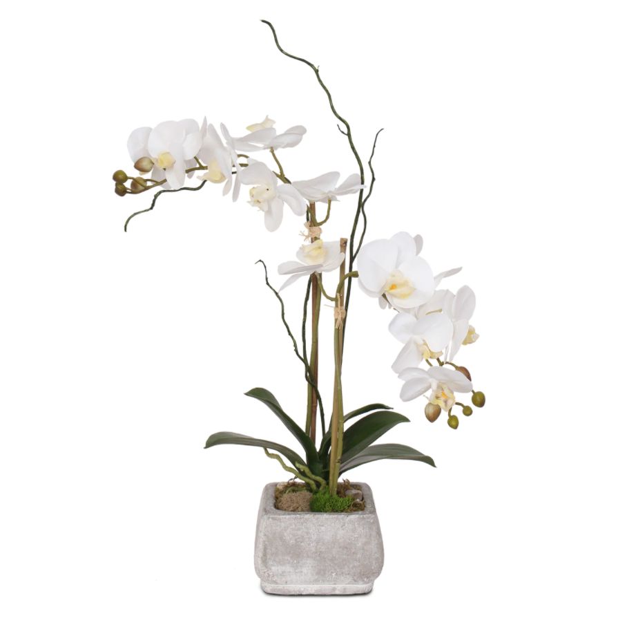 Phalaenopsis orchids