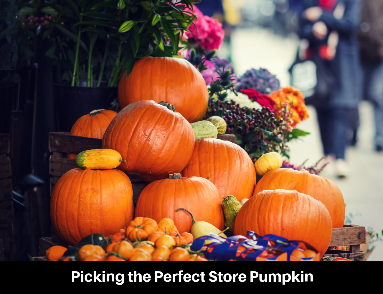 Picking the Perfect Store Pumpkin