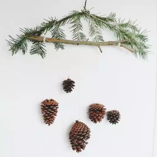 Pinecone mobile