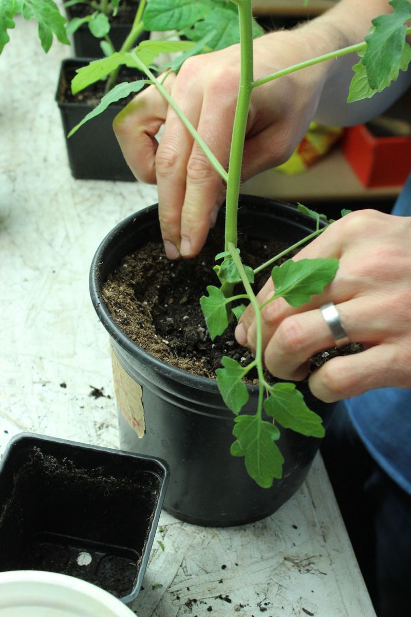 Place tomato plant low into the gallon