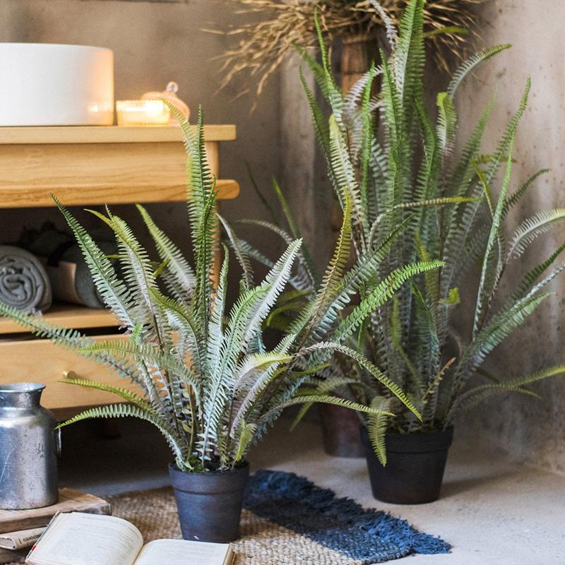 Polypodium fern plant