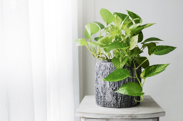 Pothos is an easy plant to grow