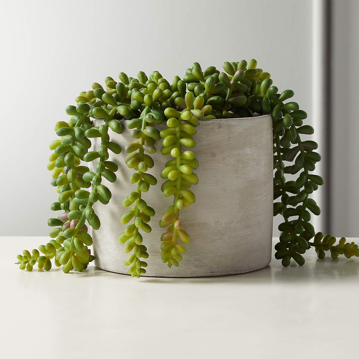 Potted burra's tail