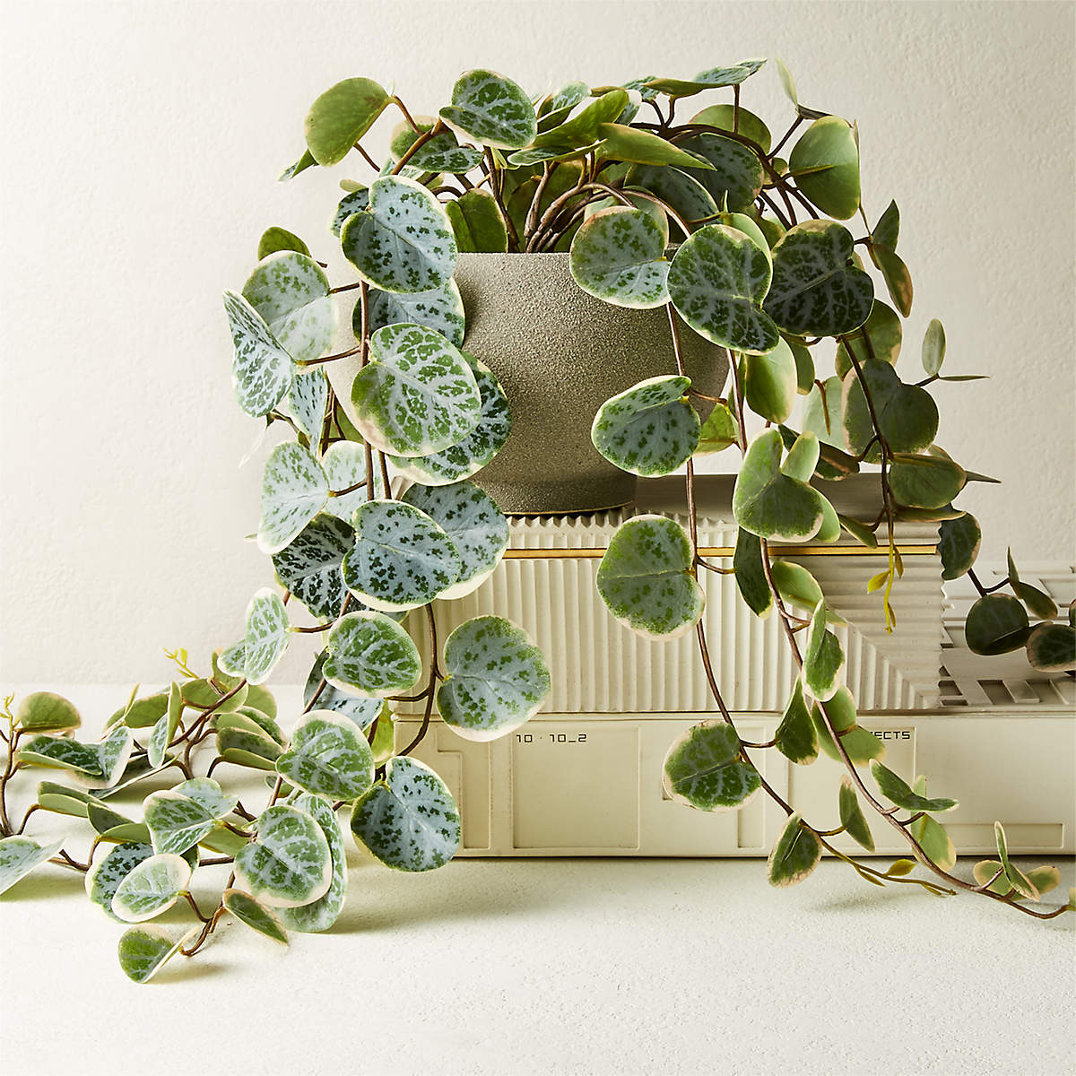Potted eucalyptus from CB2