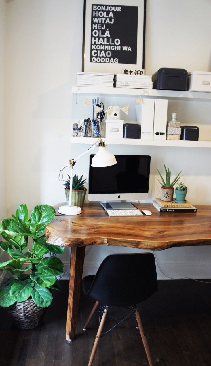 Potted plants for office room