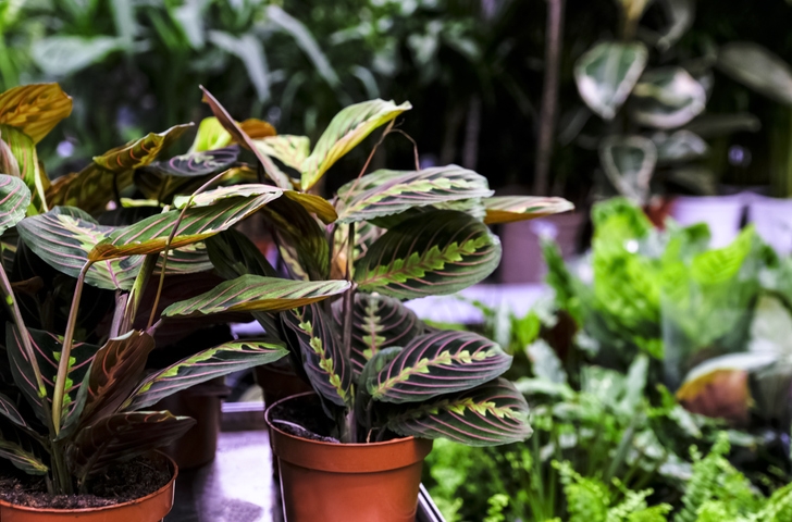 Easy Prayer Plant